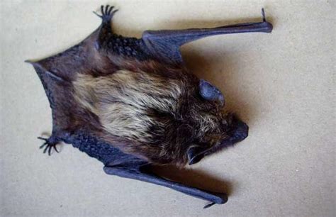 家中有蝙蝠怎麼辦 小狗死了